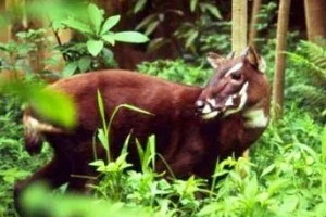 Saola is one of the rarest and most threatened mammals on the planet (Source: moitruong.net)
